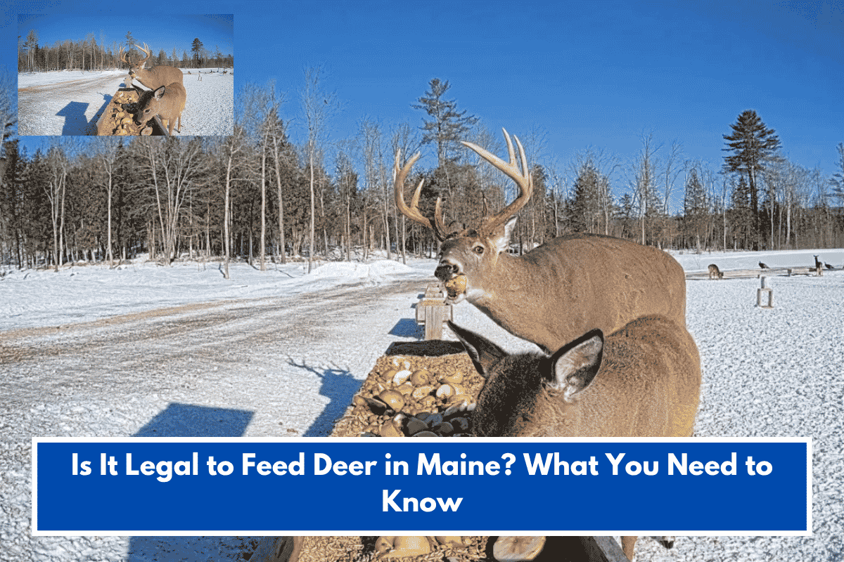 Is It Legal to Feed Deer in Maine? What You Need to Know