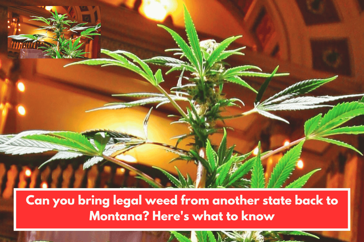 Can you bring legal weed from another state back to Montana? Here's what to know