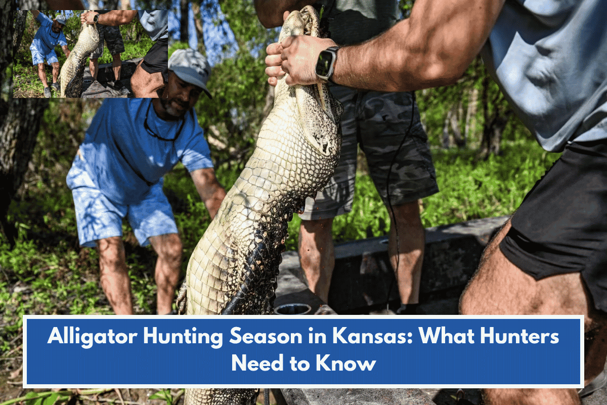 Alligator Hunting Season in Kansas: What Hunters Need to Know