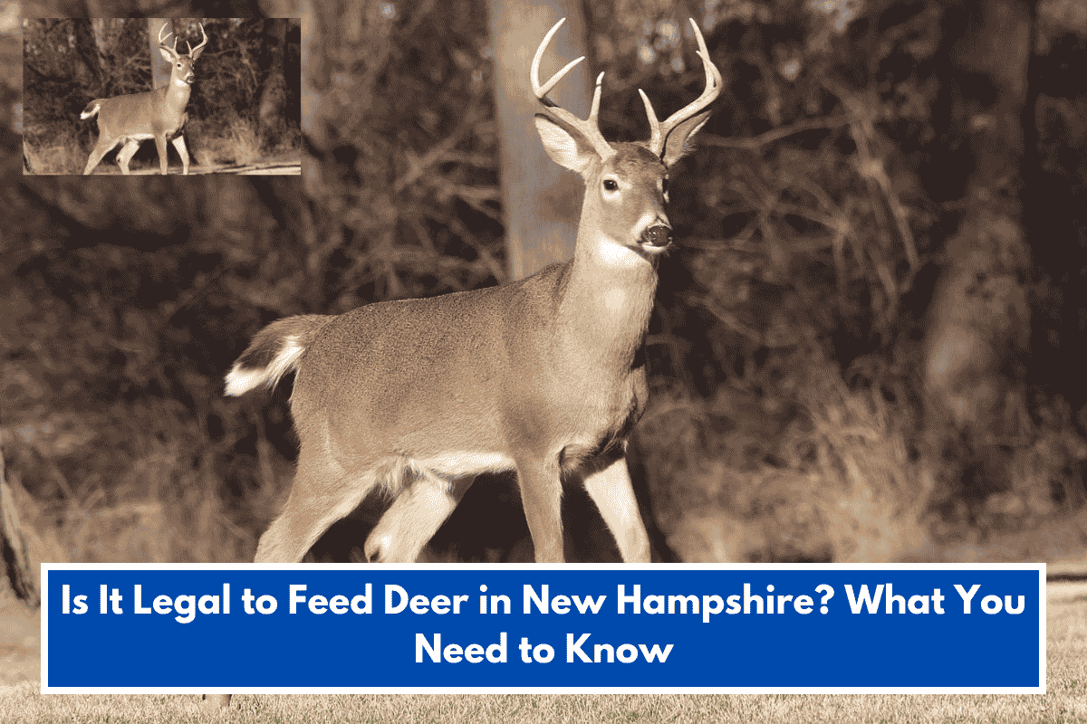Is It Legal to Feed Deer in New Hampshire? What You Need to Know