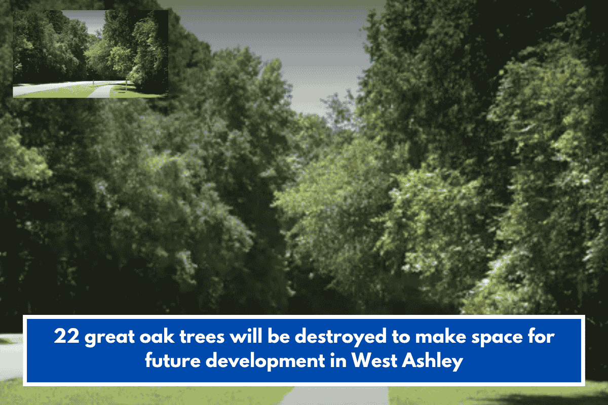 22 great oak trees will be destroyed to make space for future development in West Ashley