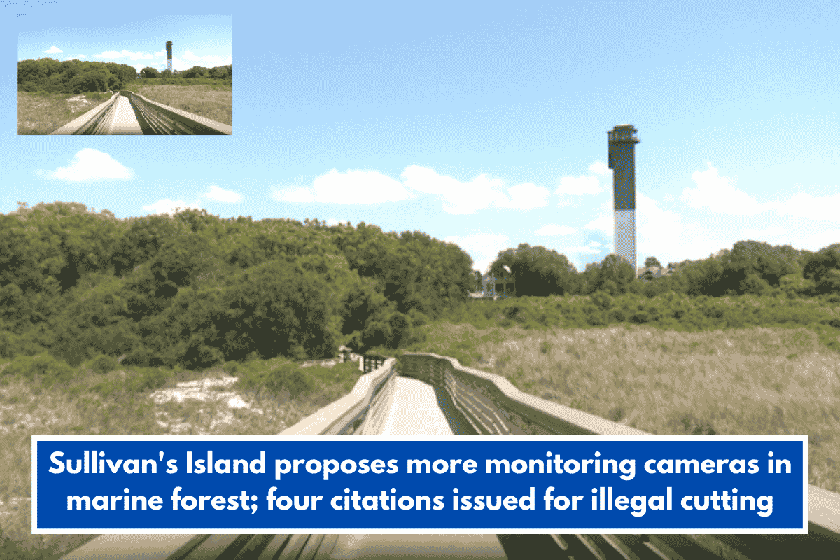 Sullivan's Island proposes more monitoring cameras in marine forest; four citations issued for illegal cutting.